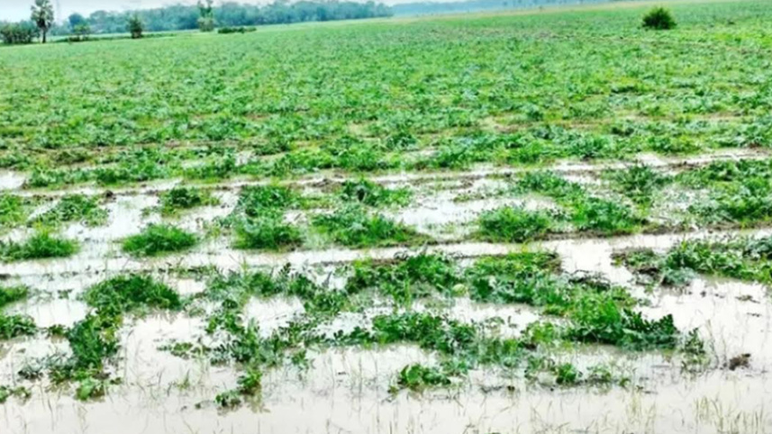 বৃষ্টিতে তরমুজ খেতে পানি, ক্ষতির আশঙ্কায় চাষিরা