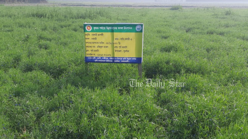 নোয়াখালী, সুবর্ণচর, খেসারি, কলাই,