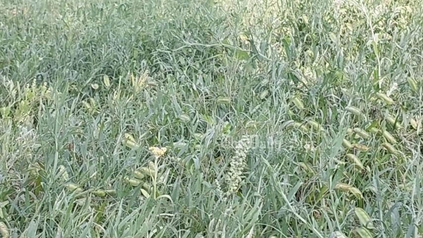 নোয়াখালী, সুবর্ণচর, খেসারি, কলাই,