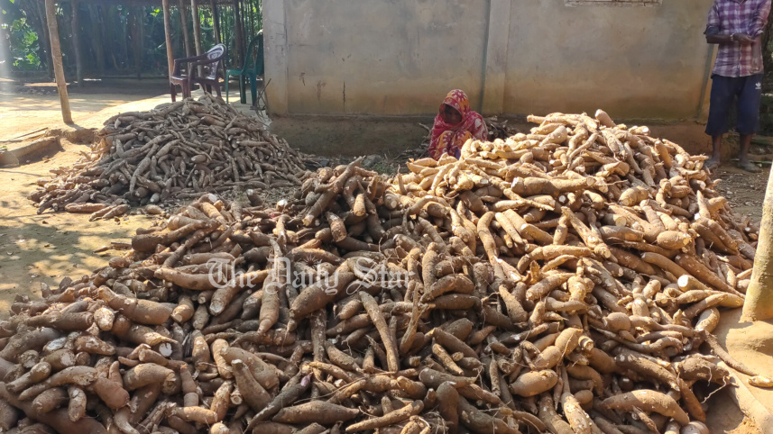 পাহাড়ি পতিত জমিতে আশা জাগাচ্ছে কাসাভা