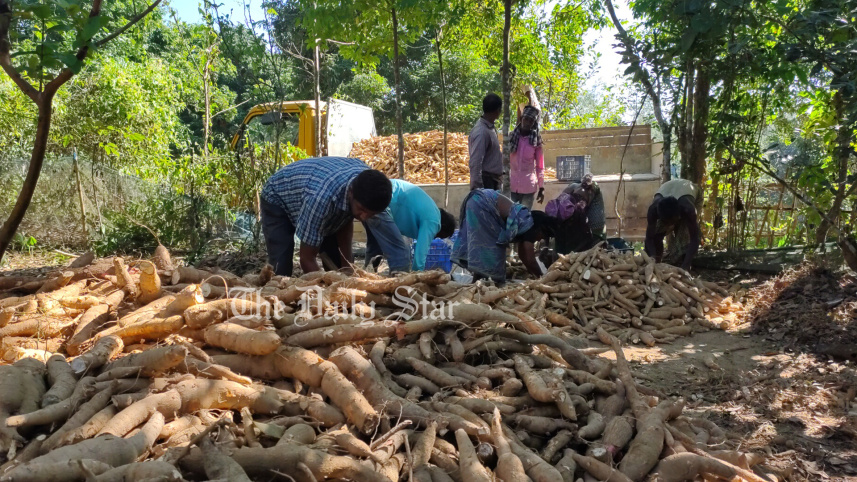 সিলেট, কাসাভা, কুলাউড়া,