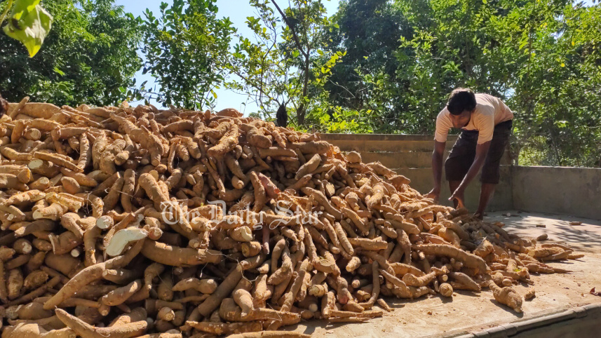 পাহাড়ি পতিত জমিতে আশা জাগাচ্ছে কাসাভা