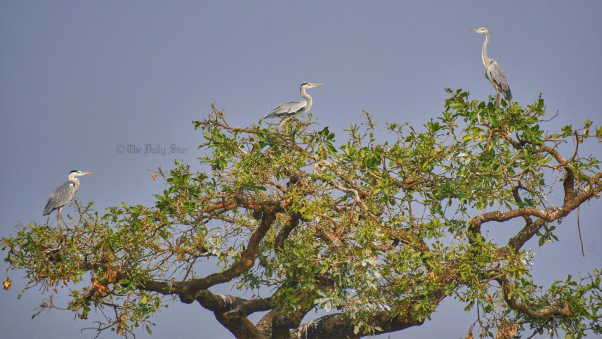 জবই বিল.jpg