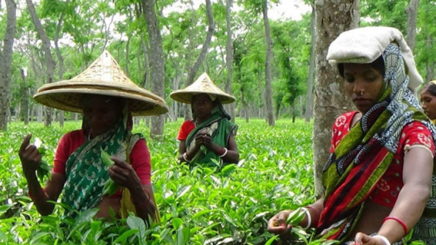 চা বাগানের অস্থায়ী শ্রমিকরা মজুরি বৈষম্যের শিকার