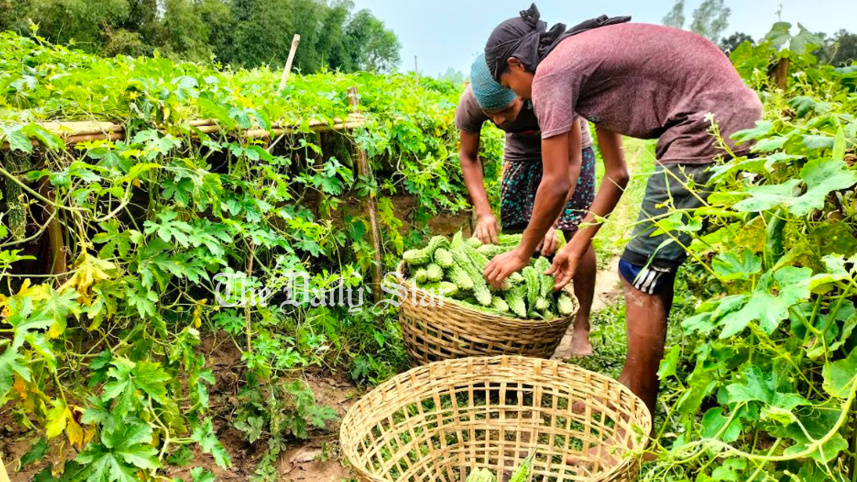 করলা চাষে বদলে গেছে যে গ্রামের নাম