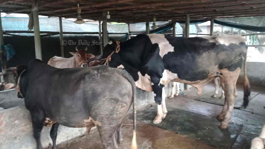 কোরবানির গরুর দাম