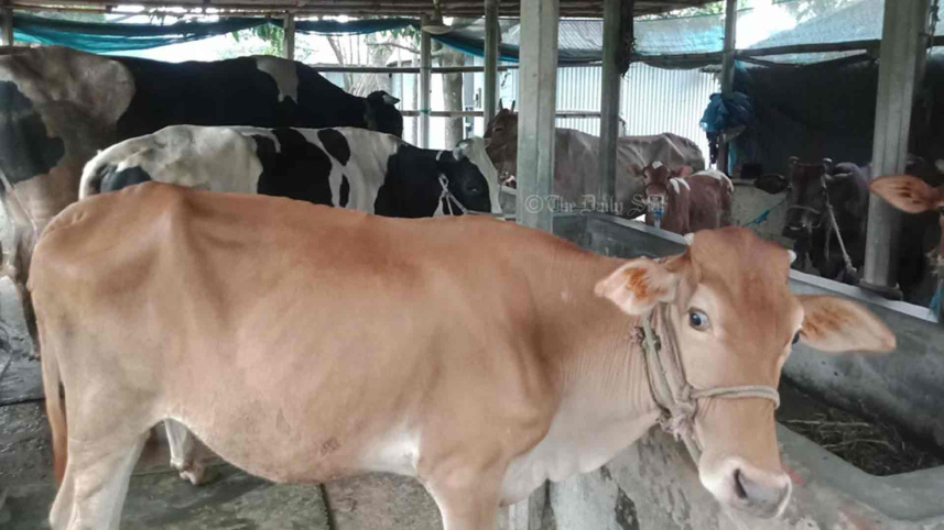 কোরবানির গরুর দাম