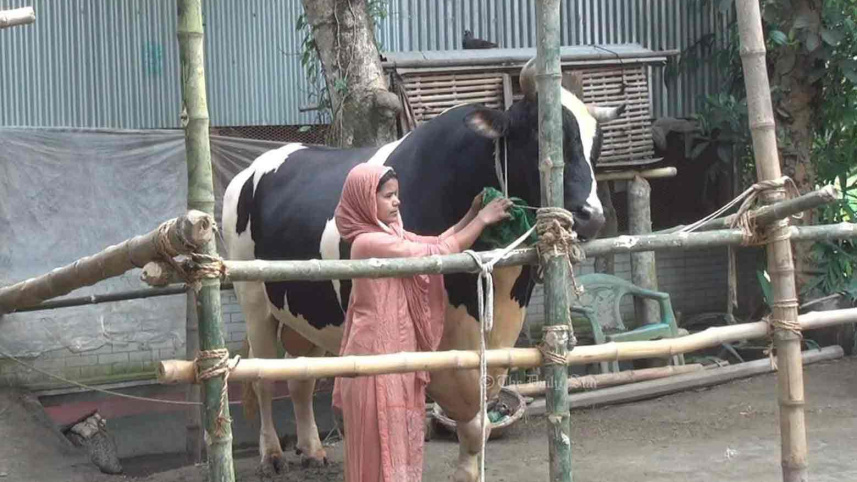 কোরবানির গরু