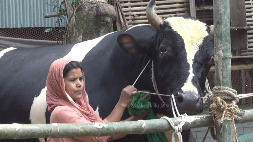 কোরবানির গরু