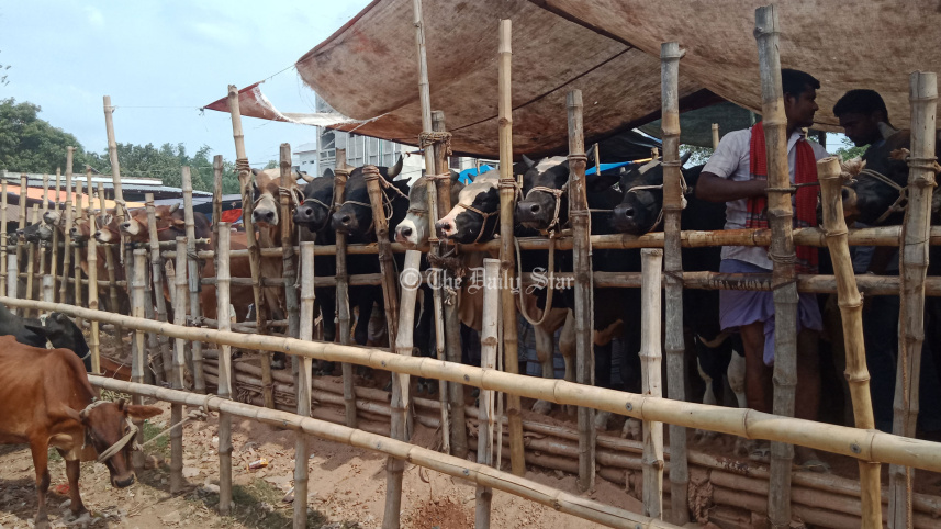 কোরবানির পশুর হাট