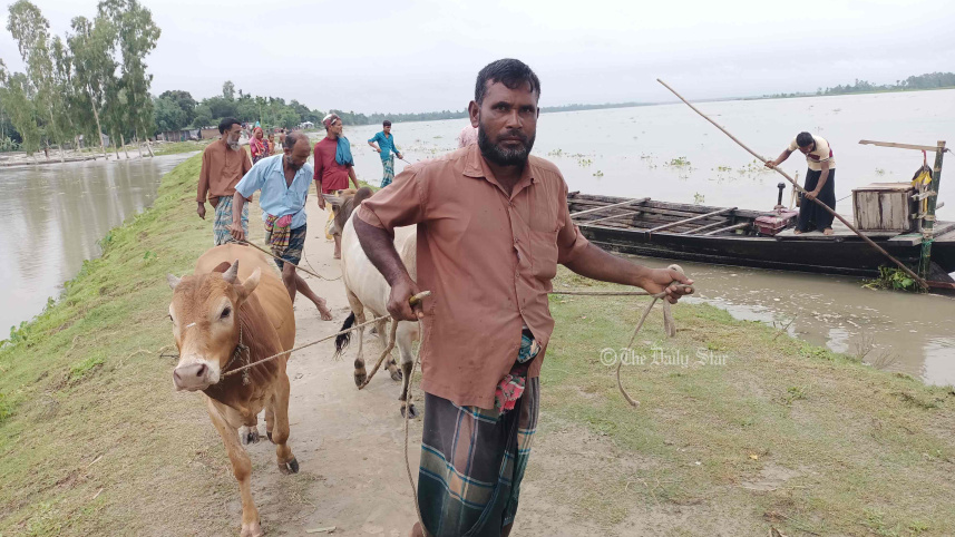 গরুর বাজার