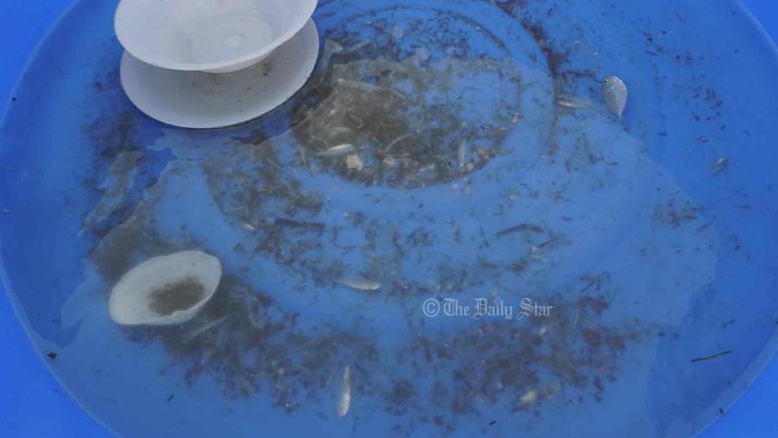 চিংড়ির পোনা