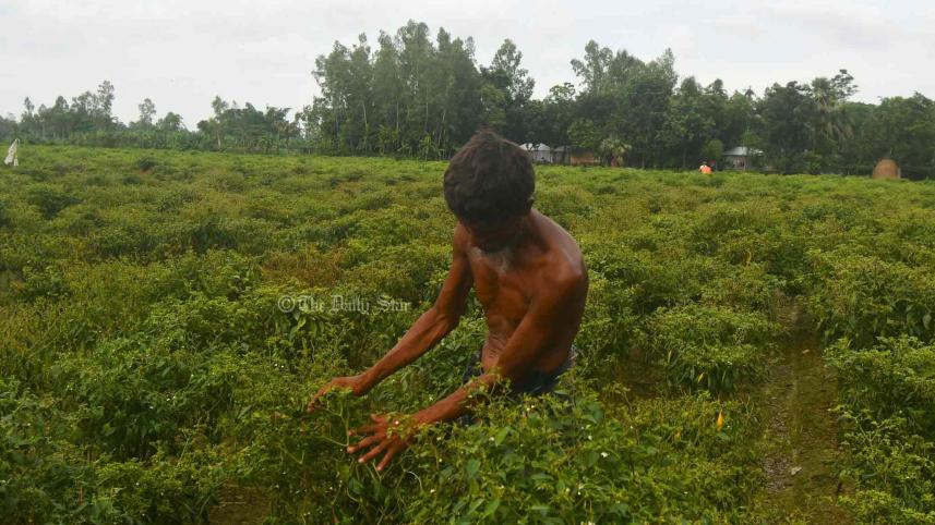 কাঁচা মরিচ.jpg