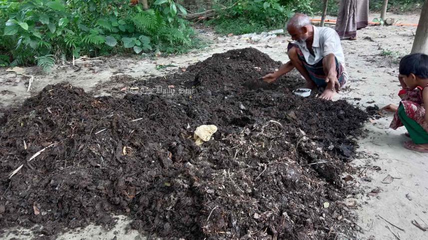 আদা চাষ.jpg