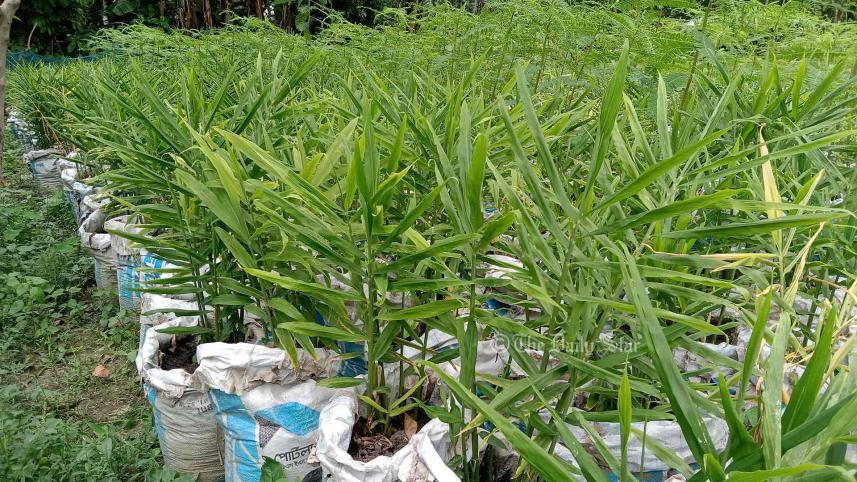 ব্যাপে আদা চাষ.jpg