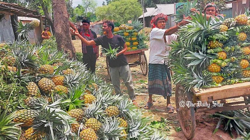 মধুপুরের আনারস.jpg