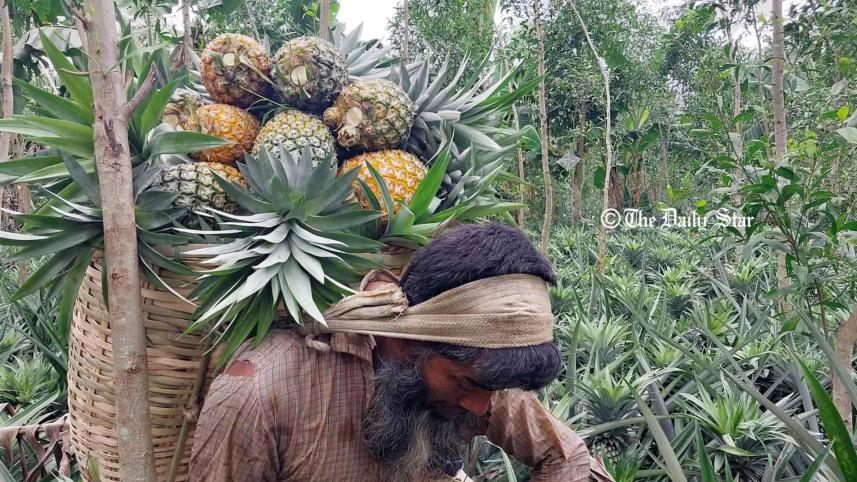 মধুপুরের আনারস.jpg