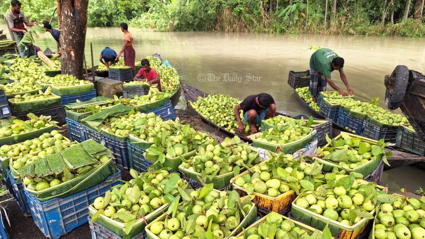 বরিশালের পেয়ারা