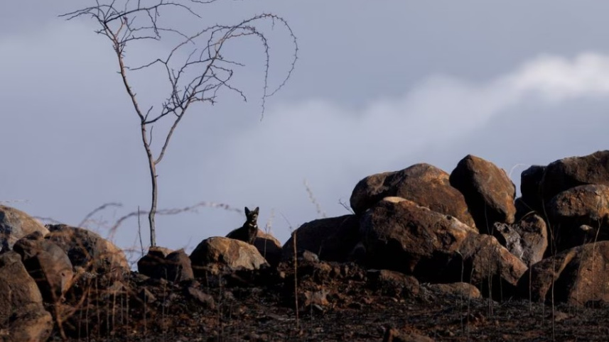 দাবানলে মাউই দ্বীপের অসংখ্য বাড়িঘর ও জমি পুড়ে গেছে। এরকম একটি পুড়ে যাওয়া বাড়ি থেকে বের হয়ে এসেছে একটি বেড়াল। ছবি: রয়টার্স
