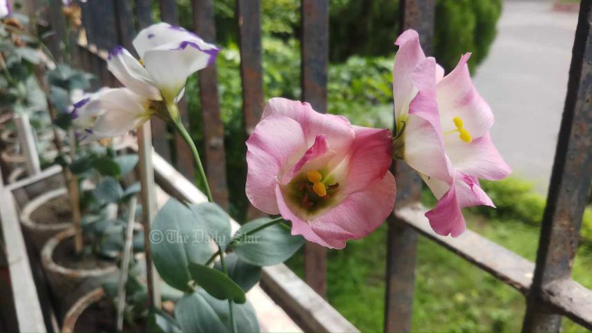 নন্দিনী ফুল.jpg