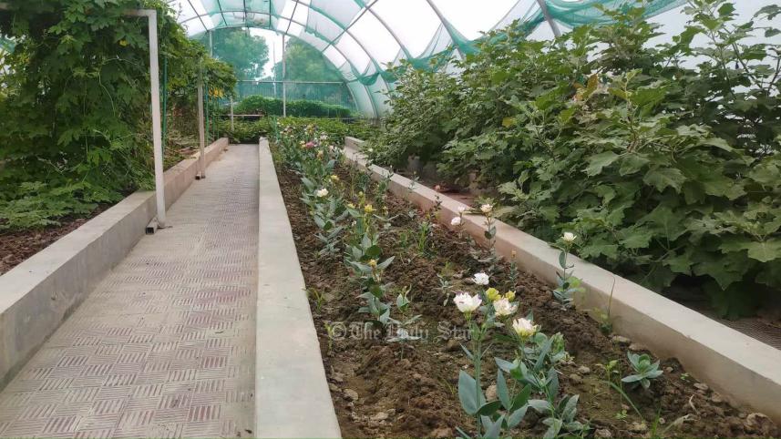 নন্দিনী ফুল.jpg