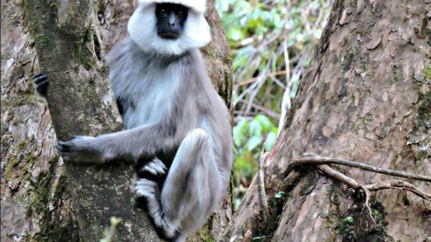 langur2.jpg