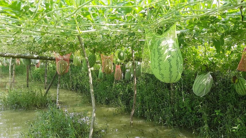 bagerhat_watermelon_2.jpg