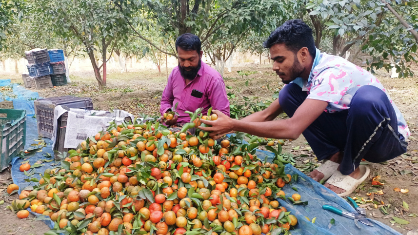 lalmonirhat_orange_cultivation-01.jpg