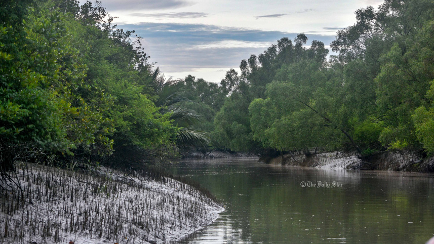 sundarban