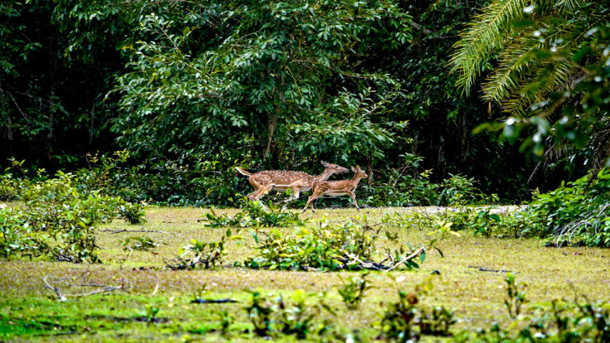 sundarban