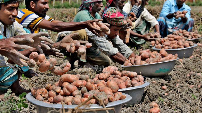 আলু কালু মিয়া