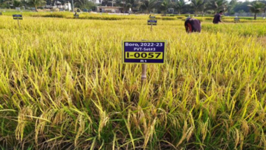 বাংলাদেশ ধান গবেষণা ইনস্টিটিউট, ব্রি, জাতীয় বীজ বোর্ড, বাংলাদেশে ধানের জাত,