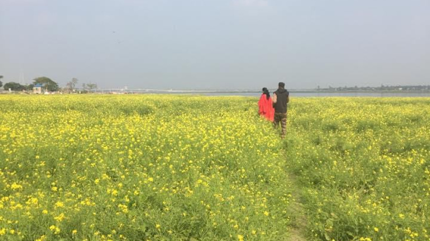 সরিষা খেত