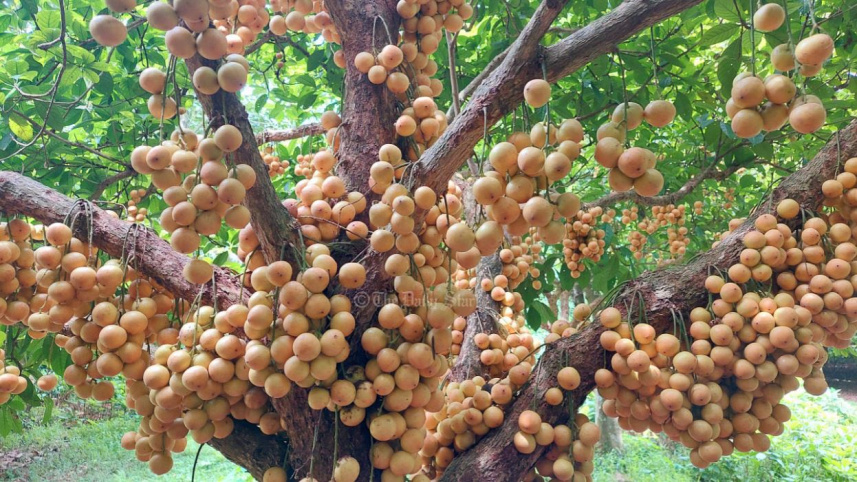 লটকন বাগান