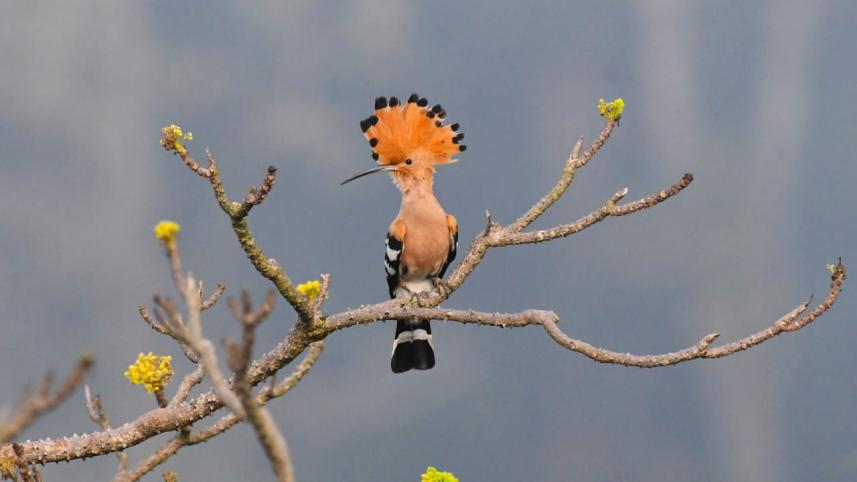 হুদহুদ ১