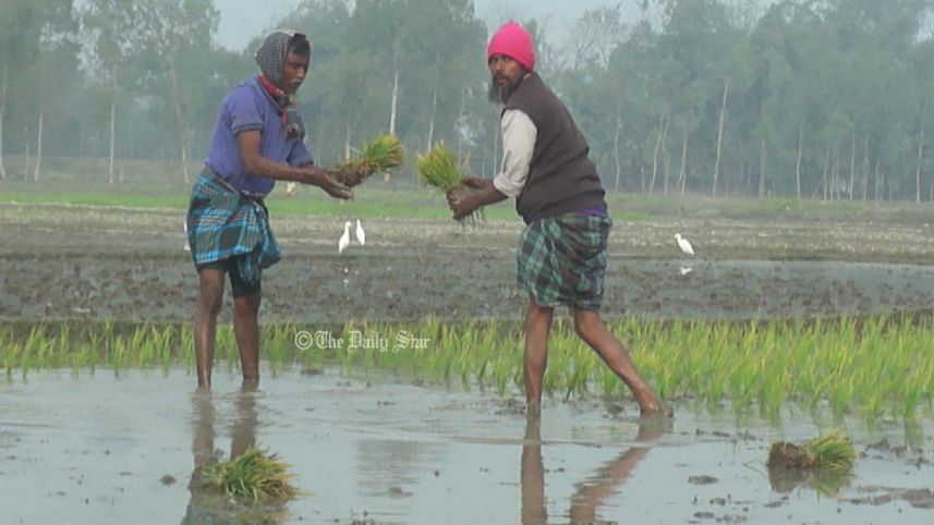 lalmonirhat_cold_farmer-02.jpg