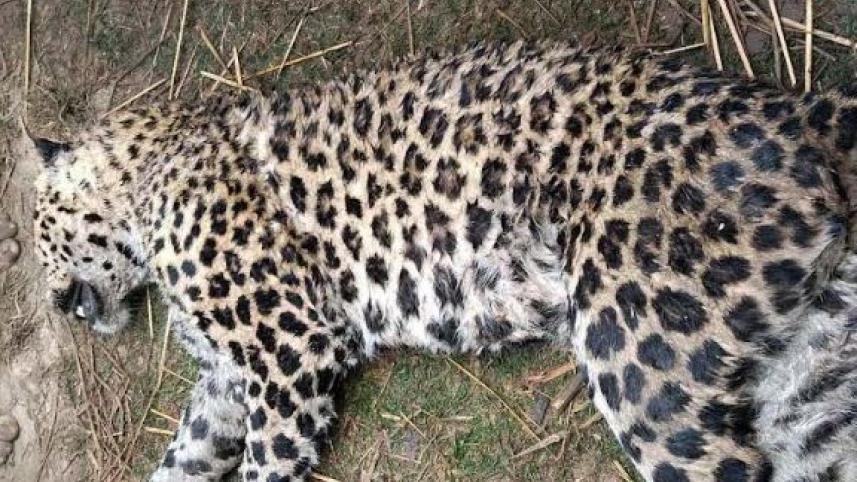 চিতাবাঘ