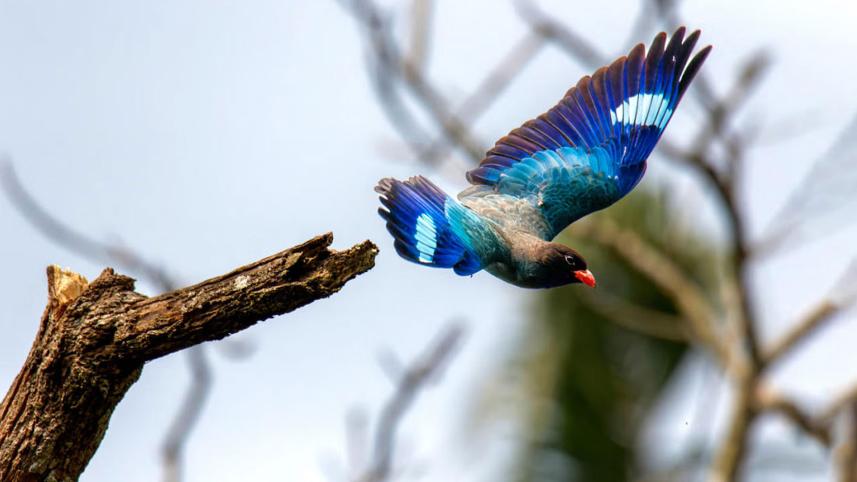 নীলকণ্ঠ ১