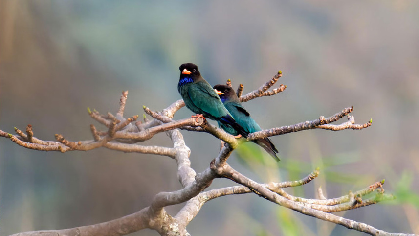 পাহাড়ি নীলকণ্ঠ ২