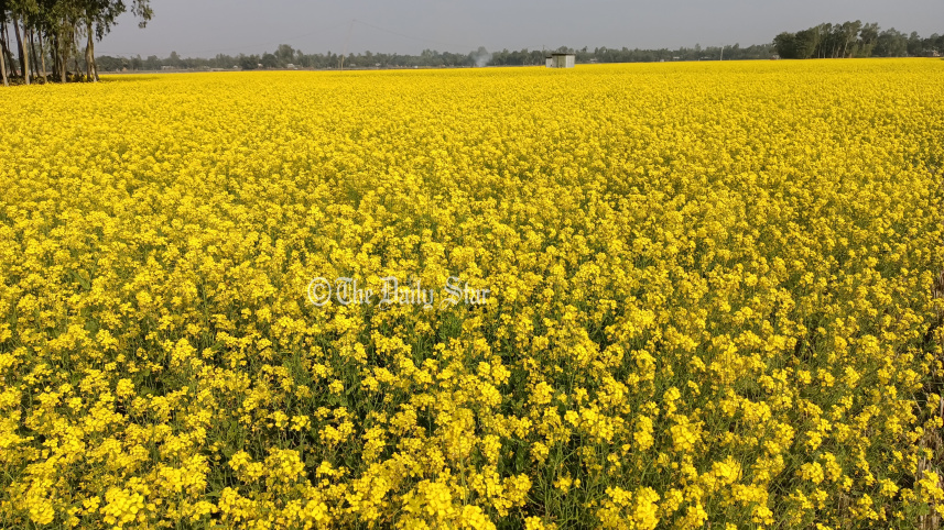 lalmonirhat_mustard_farming-03.jpg