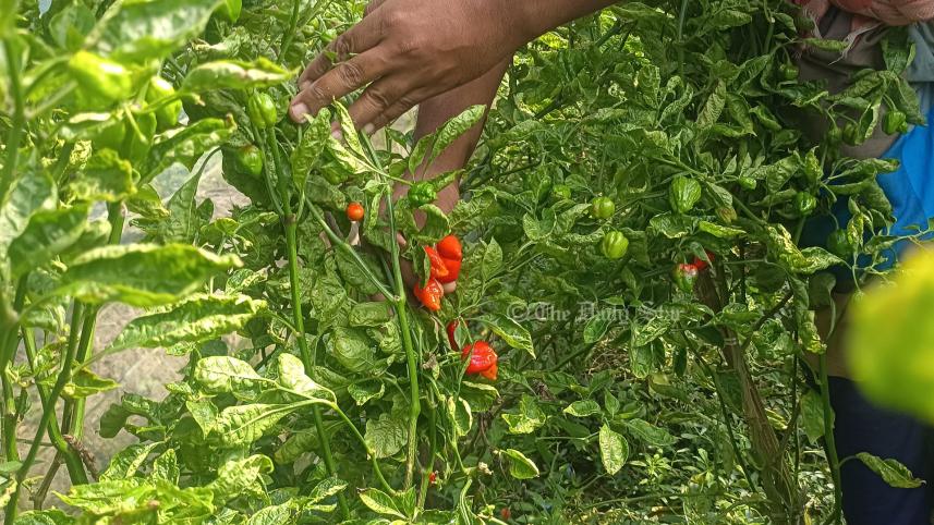 patuakhali success story.jpg