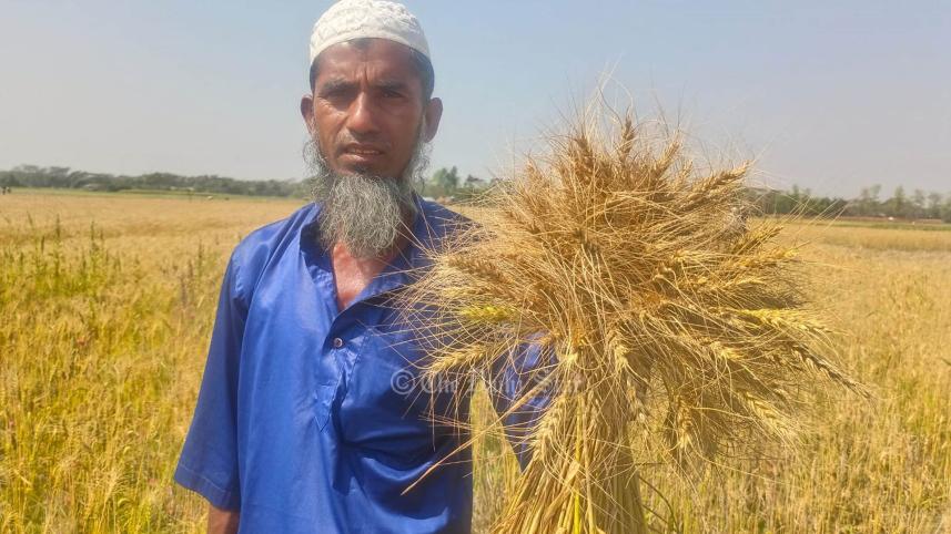 wheat cultivation.jpg