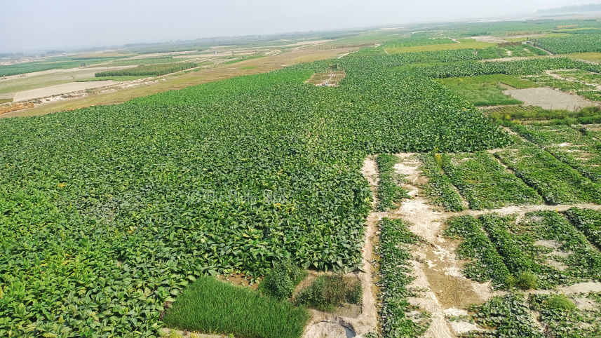 তিস্তার চর