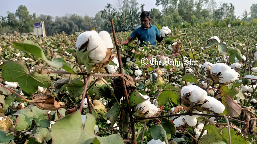 cotton-3.jpg