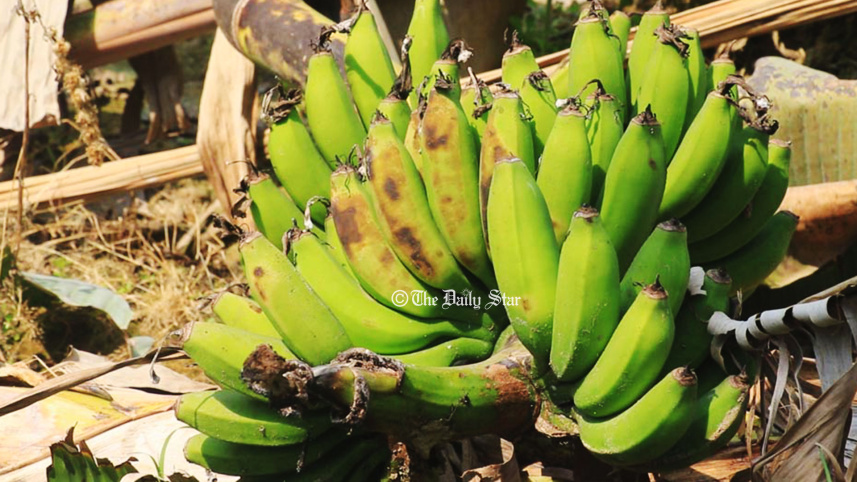 পাবনায় কলাচাষ ব্যাহত