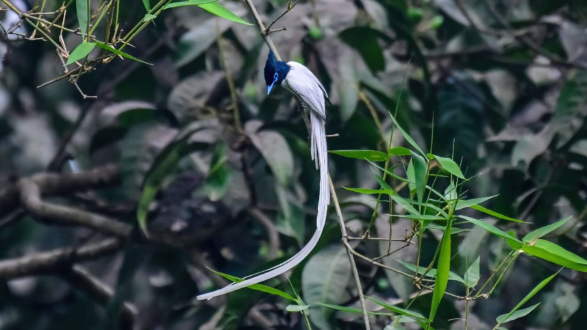 asian_paradise_flycatcher_1.jpg