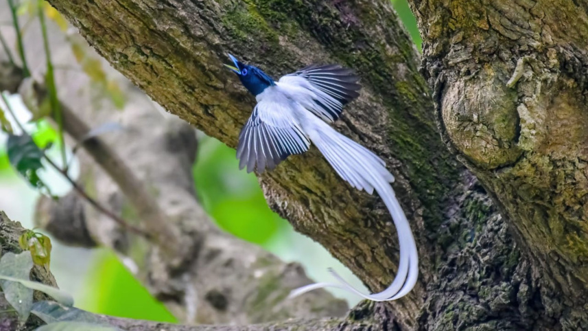 asian_paradise_flycatcher_3.jpg