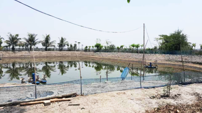 চিংড়ি চাষ