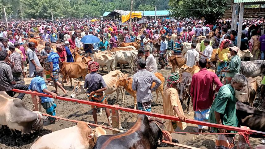 লালমনিরহাট গরুর হাট