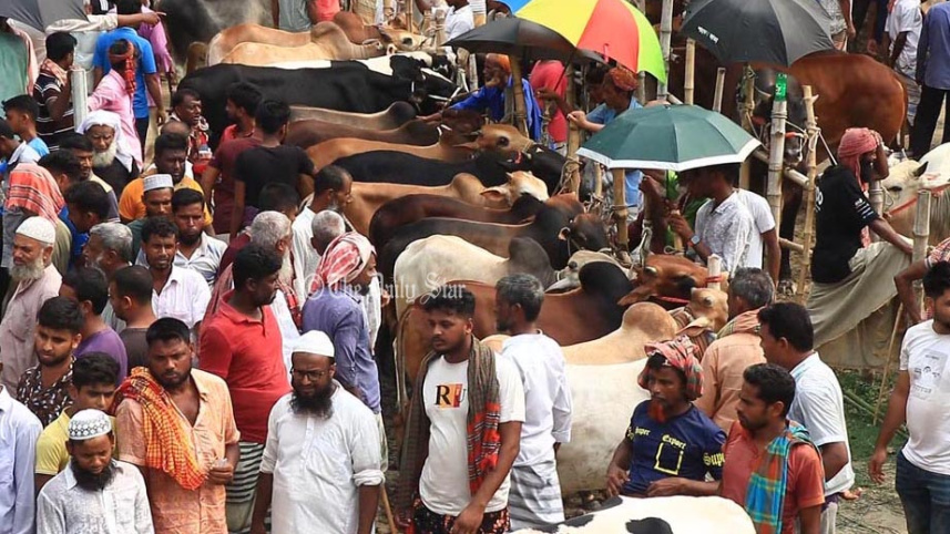 পাবনা গরু